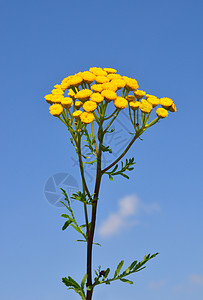 Tanssy塔那塞古俗草本植物黄色植物群植物菊科图片