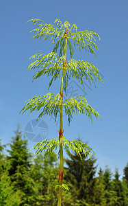 木马尾巴硅基马尾蓝色树叶森林绿色木贼植物群叶子植物天空图片