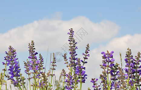 Meadow 草原萨利维亚肉食动物草本植物医疗药品智者叶子花朵丹参疗法紫色草本图片