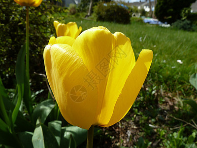 黄色郁金植物群花瓣郁金香图片