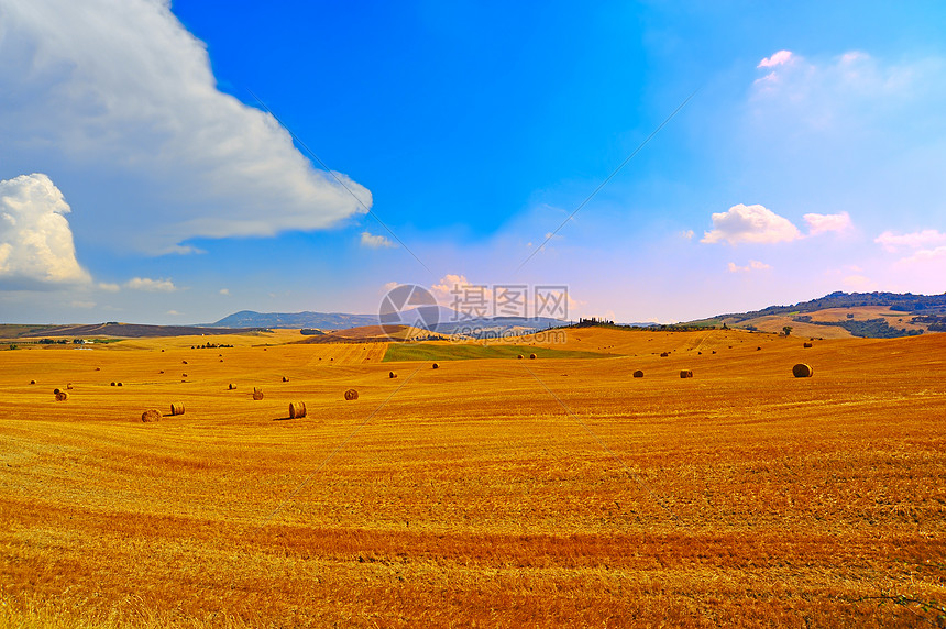 清晨的早晨美丽地平线农村植物生长草原国家粮食季节远景图片