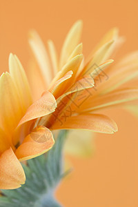 橙色热贝拉菊花花冠生长花瓣季节性花粉花园红色植物黄色白色图片