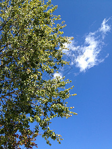 树木对天白色植物群绿色天空图片