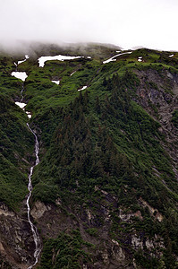 Juneau海岸线树木山脉叶子图片