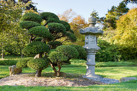 日本花园的石灯和普鲁兹·邦赛树背景图片