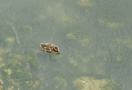 一只鸭子独自在绿水上背景图片