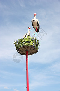 巢中两对白航班涉水迁移起重机动物群白鹭苍鹭支撑野生动物翅膀图片