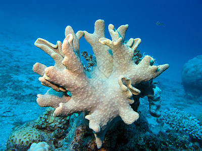 热带海底有软珊瑚的珊瑚礁和热带海底海床盐水潜水娱乐野生动物海洋动物海洋生物海上生活浮潜图片