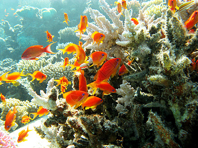 热带海底有石珊瑚和外来鱼类的口述珊瑚礁以及热带海底的炭疽杆菌图片