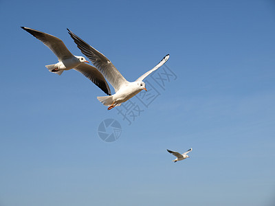 海鸥飞行天空眼睛灰色白色翅膀蓝色漂浮背景图片