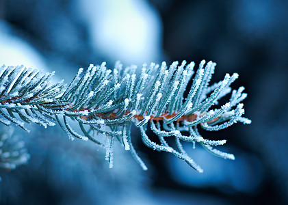 芽树上的冬霜墙纸松树宏观针叶天气场景雪花季节云杉太阳图片