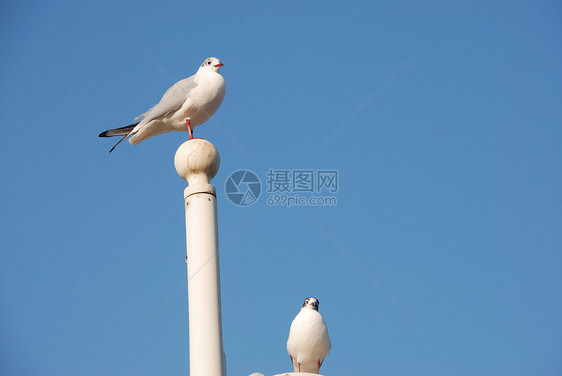 海鸥在柱子上栖息白色海滨鸟类天空野生动物旗帜旗杆图片