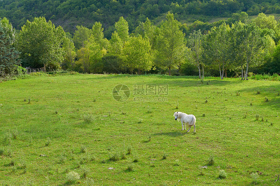 阿尔卑山草地家畜牧场农场动物森林农田阴影畜栏食物农村图片