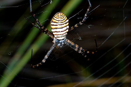 蜘蛛 阿吉波布伦尼奇黄色昆虫危险动物野生动物生活宏观黑色条纹漏洞图片