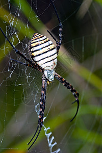 蜘蛛 阿吉波布伦尼奇危险漏洞野生动物生活黄色昆虫食肉宏观条纹黑色图片