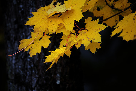 秋叶树叶黄色金子宏观季节墙纸黑色植物群森林公园图片