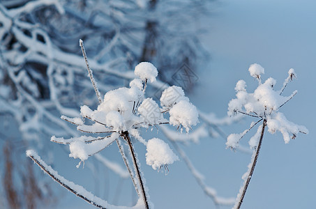 冬天的风景 冻结的花朵场景季节白色森林雪堆旅行蓝色雪花仙境天空图片