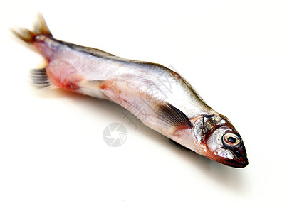 Capelin鱼在白色背景上被孤立海洋居住眼睛钓鱼野生动物尾巴营养海鲜荒野冷血图片