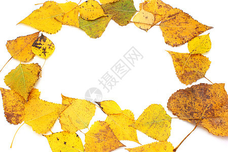 黄叶橡木植物群叶子榆树藤蔓纹理季节森林桦木橙子图片