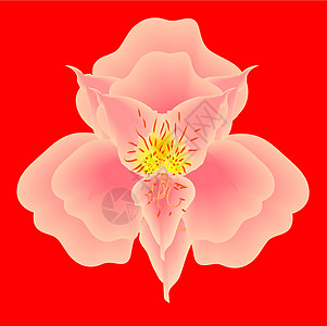 红色背景下粉红色的黑兰花图片