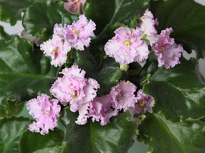 紫花花绿色水平叶子植物图片