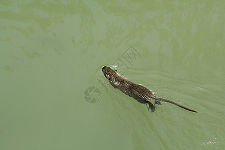 努氏哺乳动物游泳野生动物荒野沼泽生物学毛皮棕色草食性池塘图片
