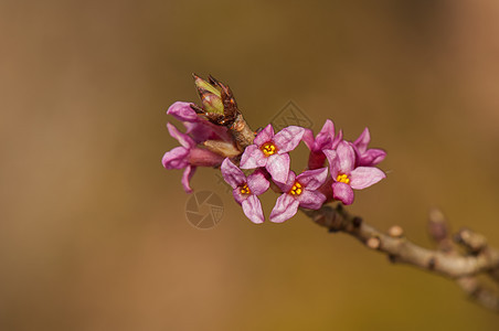 Daphne 达伊植物叶子季节性灌木丛绿色照片植物学胚珠花瓣宏观图片