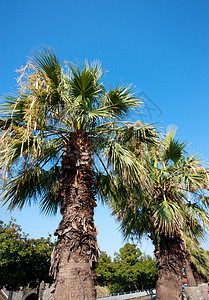 棕榈树天堂叶子海滩植物晴天假期椰子草本植物植物群情调图片