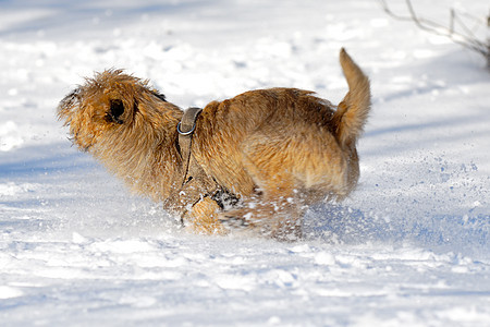 跑狗狗乐趣宠物生物朋友速度运动动物猎犬伴侣赛车图片