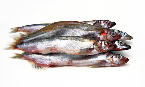 Capelin鱼在白色背景上被孤立眼睛居住海洋野生动物营养冷血尾巴荒野海鲜食物图片