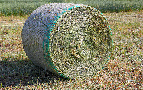 夏季用干草收获田蓝色小麦农村食物天空太阳大麦土地植物粮食图片