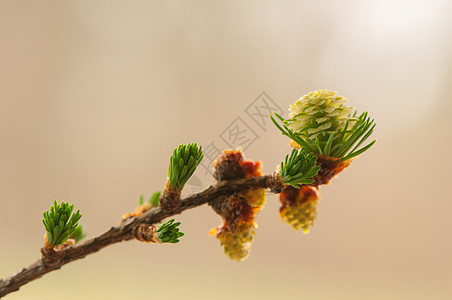 叶花花棕色植物女性别针叶子花粉针叶树裸子绿色植物群图片