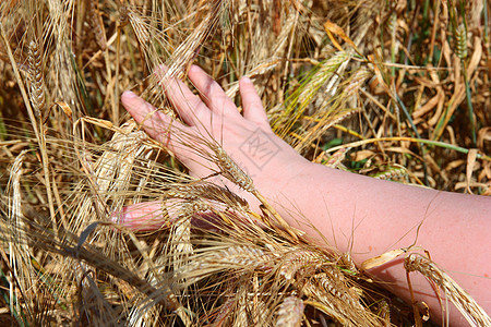 手握小麦的耳朵图片