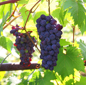 有叶子的蓝葡萄集群紫色绿色藤蔓季节性食物栽培白色酒厂红色水果图片