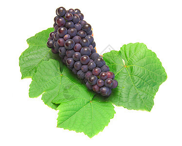 蓝葡萄 绿叶 白底孤立于白底浆果紫色水果藤蔓白色食物水平植物摄影红色图片
