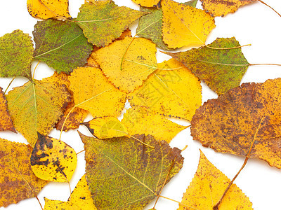 黄叶叶子荒野橙子藤蔓树木季节纹理橡木山楂榆树图片