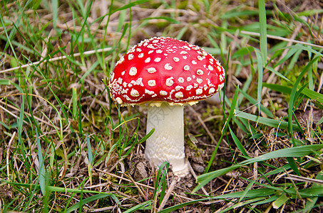 蘑菇森林公园危险生物学菌类植物生物宏观苔藓木头图片