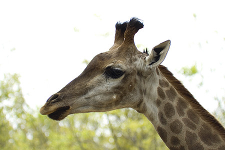 吉拉菲棕色动物园脖子荒野野生动物地形环境草食性脊椎动物哺乳动物图片