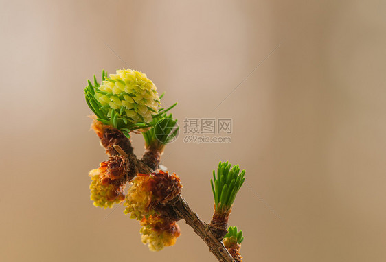 叶花花男性裸子棕色叶子宏观别针植物花粉绿色女性图片