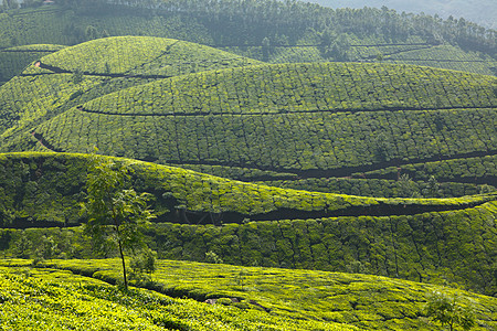 茶叶种植园山脉生育力风景植物茶园叶子树叶丘陵高地场地图片