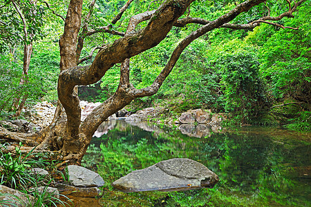 林里有水和树瀑布墙纸风景天堂溪流阳光环境公园流动丛林图片