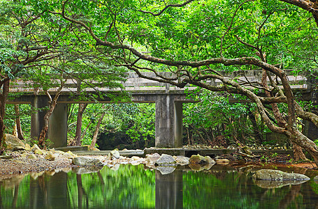 森林桥梁池塘城市公园反射建筑艺术文化植物旅行溪流图片