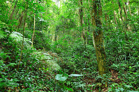 绿林风景荒野太阳薄雾叶子阳光热带季节树干丛林图片