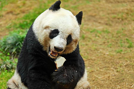 熊猫荒野竹子濒危保护野生动物绿色配种动物园白色黑色图片
