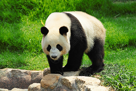 熊猫食物动物园黑色濒危竹子白色图片