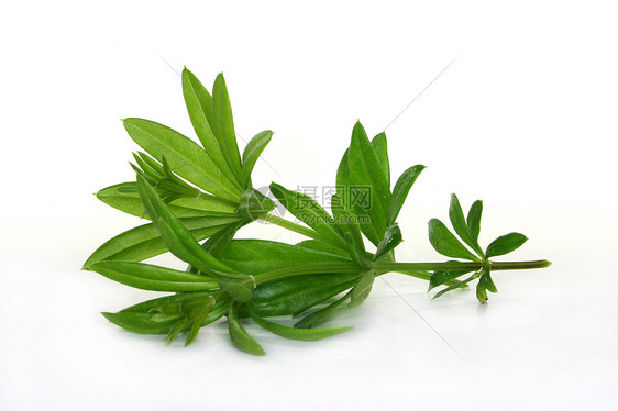 木木鲁香味植物玉竹草药绿色芳香香料森林草本植物香气图片