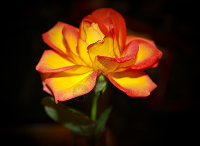 黄玫瑰背景黄色边缘花蕾黑色双色红色花瓶餐桌高峰期背景图片