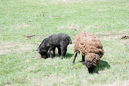 农场上带母羊的苏福克幼羊动物青少年羊肉暴民肋骨农村哺乳动物羊毛绵羊兴趣图片