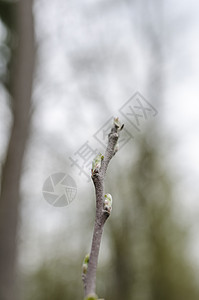 特写苹果树上的初青叶和嫩芽图片