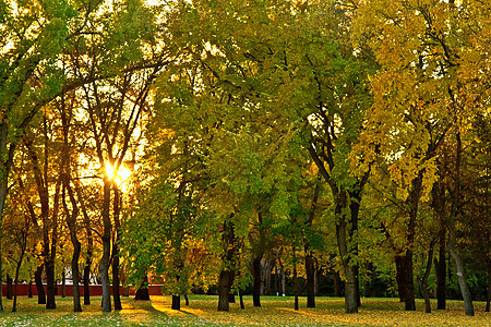 日落在树后公园树木树叶黄色金黄色绿色橙子太阳背景图片